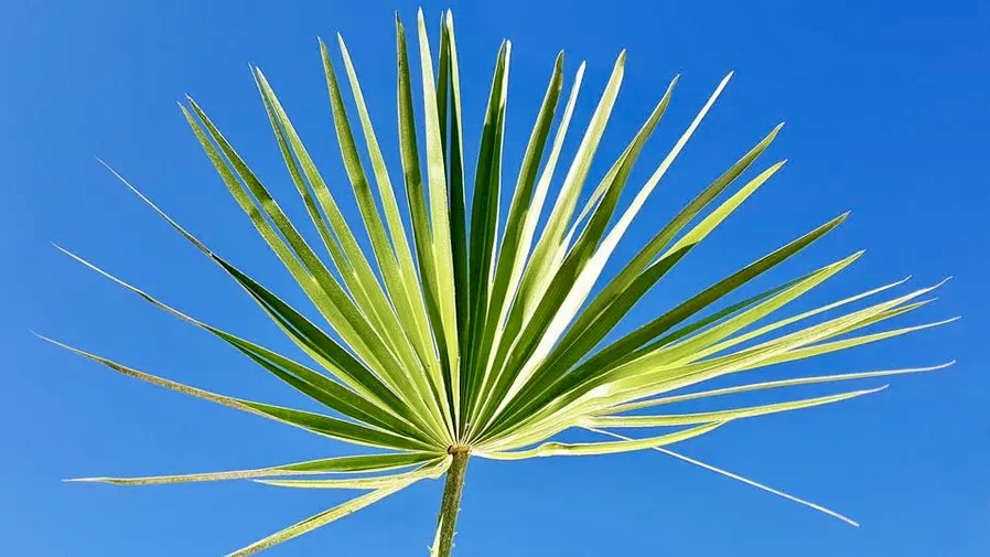 Saw Palmetto Supplements