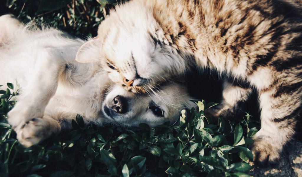 Minoxidil Toxicity in Pets — What Owners Need to Know