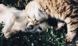 Minoxidil Toxicity in Pets — What Owners Need to Know
